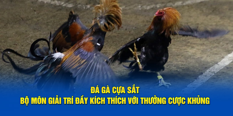 Đá Gà Cựa Sắt - Bộ Môn Giải Trí Đầy Kích Thích Với Thưởng Cược Khủng