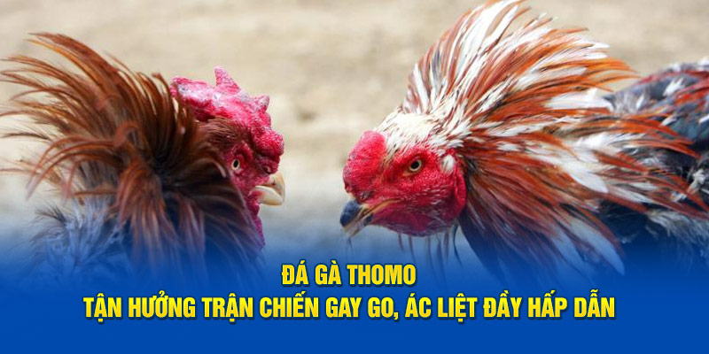 Đá Gà Thomo - Tận Hưởng Trận Chiến Gay Go, Ác Liệt Đầy Hấp Dẫn