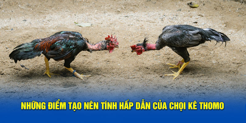 Những điểm tạo nên tính dẫn dẫn của chọi kê Thomo