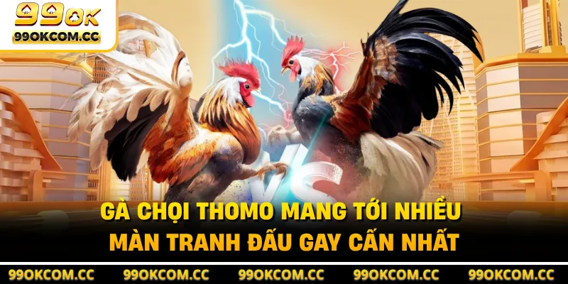 Gà chọi Thomo mang tới nhiều màn tranh đấu gay cấn nhất