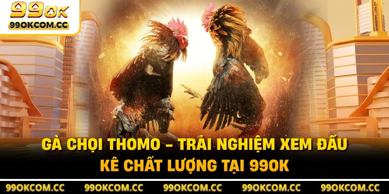 Gà Chọi Thomo - Trải Nghiệm Xem Đấu Kê Chất Lượng Tại 99OK
